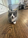 adoptable Cat in Davis, CA named Ava