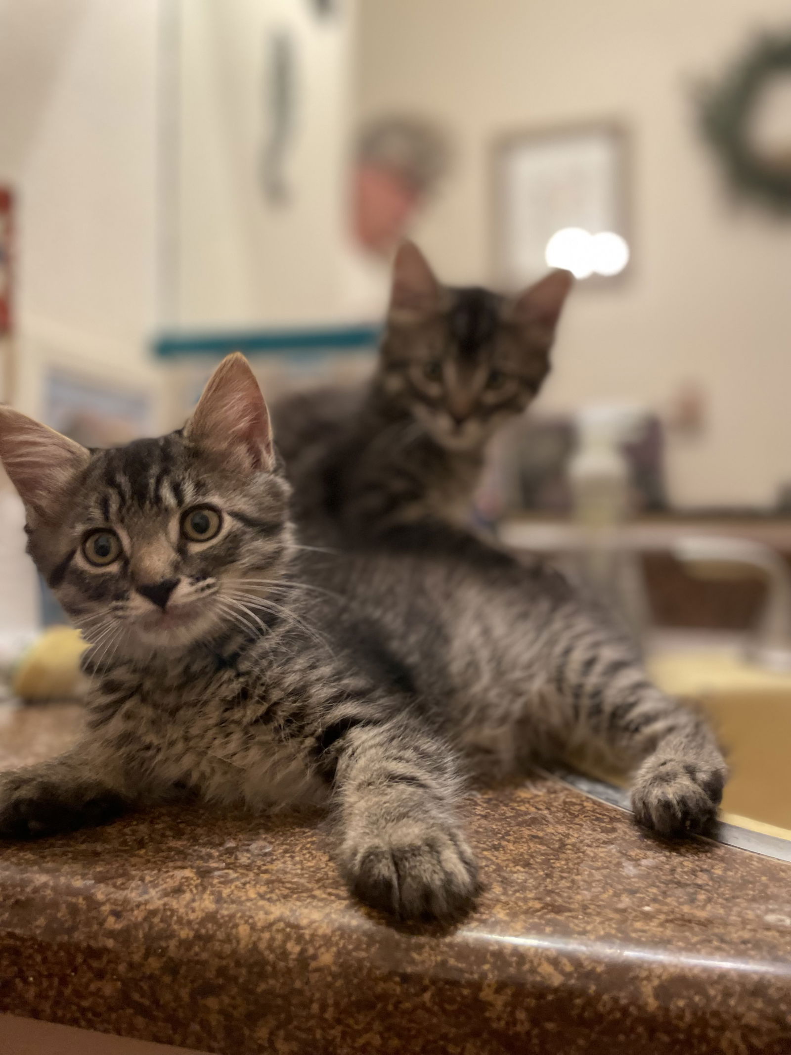 adoptable Cat in Davis, CA named Peter Brady