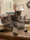 adoptable Cat in Davis, CA named Peter Brady