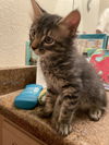 adoptable Cat in Davis, CA named Bobby Brady