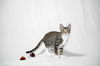 adoptable Cat in Davis, CA named Lance