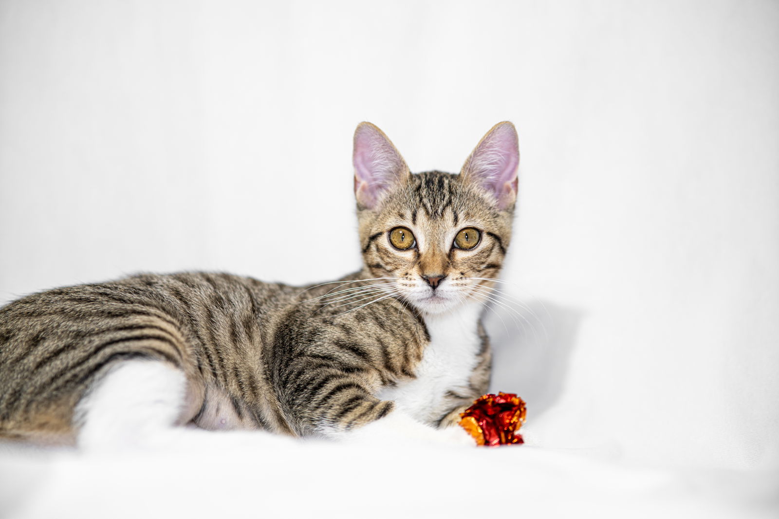 adoptable Cat in Davis, CA named Gwen