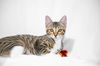 adoptable Cat in Davis, CA named Gwen