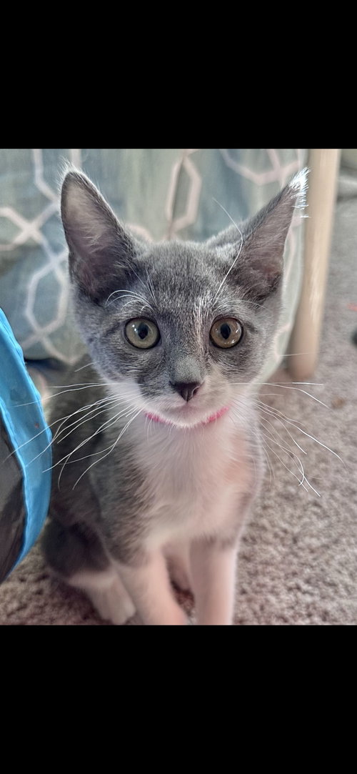 STRAWBERRY - Domestic Short Hair available for adoption