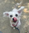 adoptable Dog in  named Zino