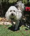 adoptable Dog in  named Teddy (Courtesy Post)
