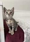Sophie - Photo 3