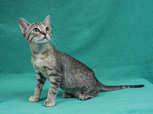 SOPHIE - Domestic Short Hair available for adoption