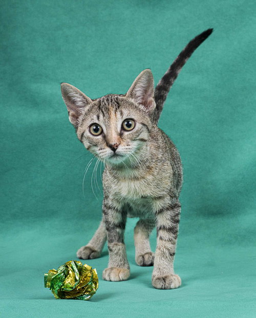 SOPHIE - Domestic Short Hair available for adoption