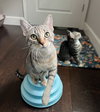 Sophie - Photo 4