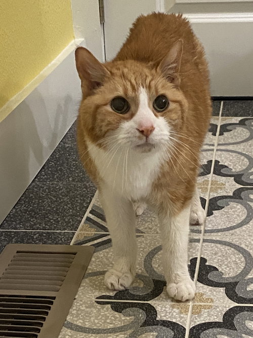 picture of the cat needing adoption