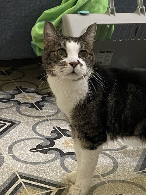 picture of the cat needing adoption