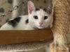adoptable Cat in ,  named Smudger