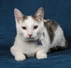 Smudger - Photo 2