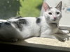 Smudger - Photo 1