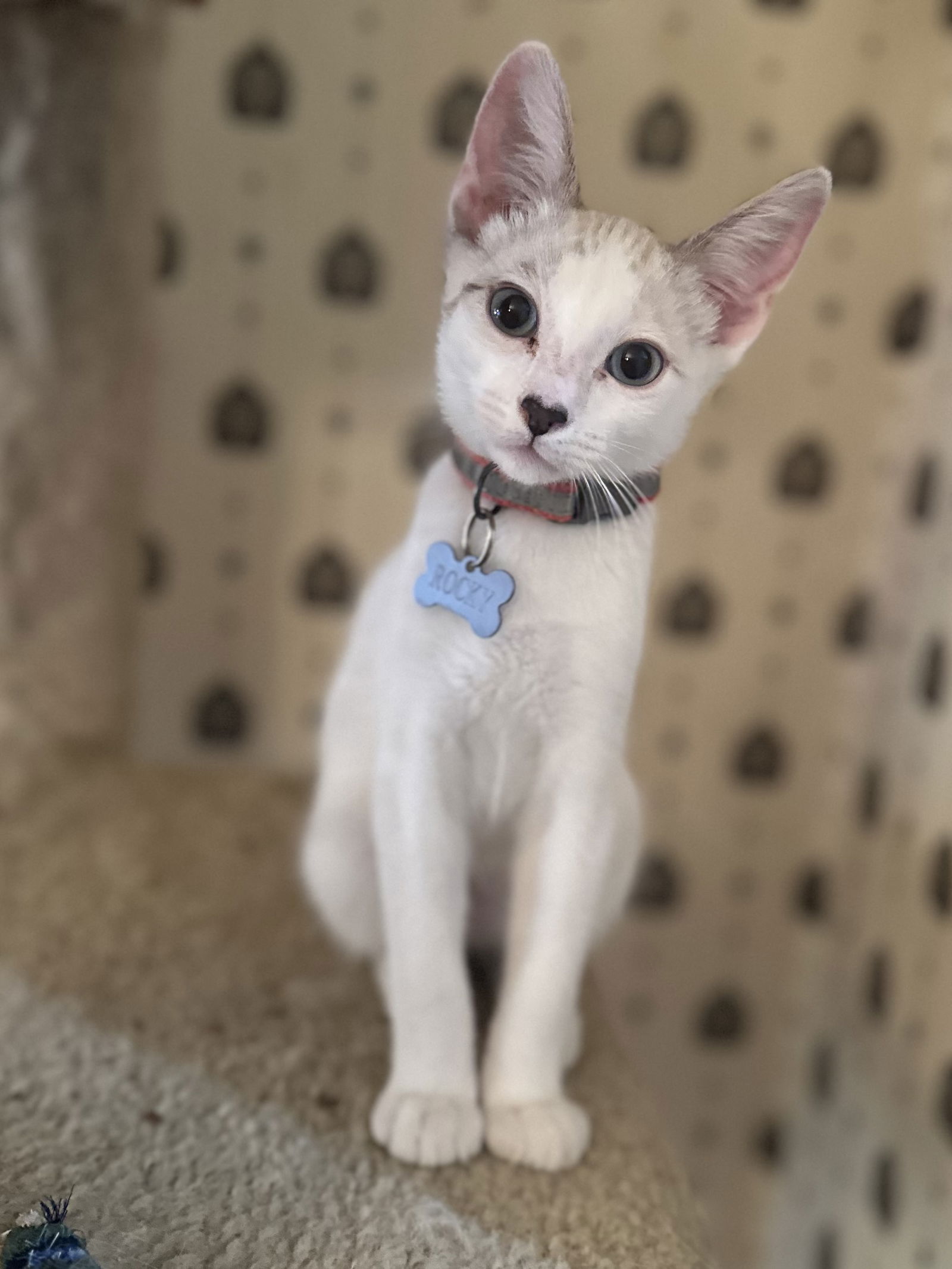 adoptable Cat in Davis, CA named Rocky