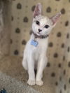 adoptable Cat in ,  named Rocky