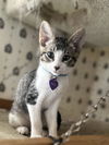 adoptable Cat in ,  named Buster