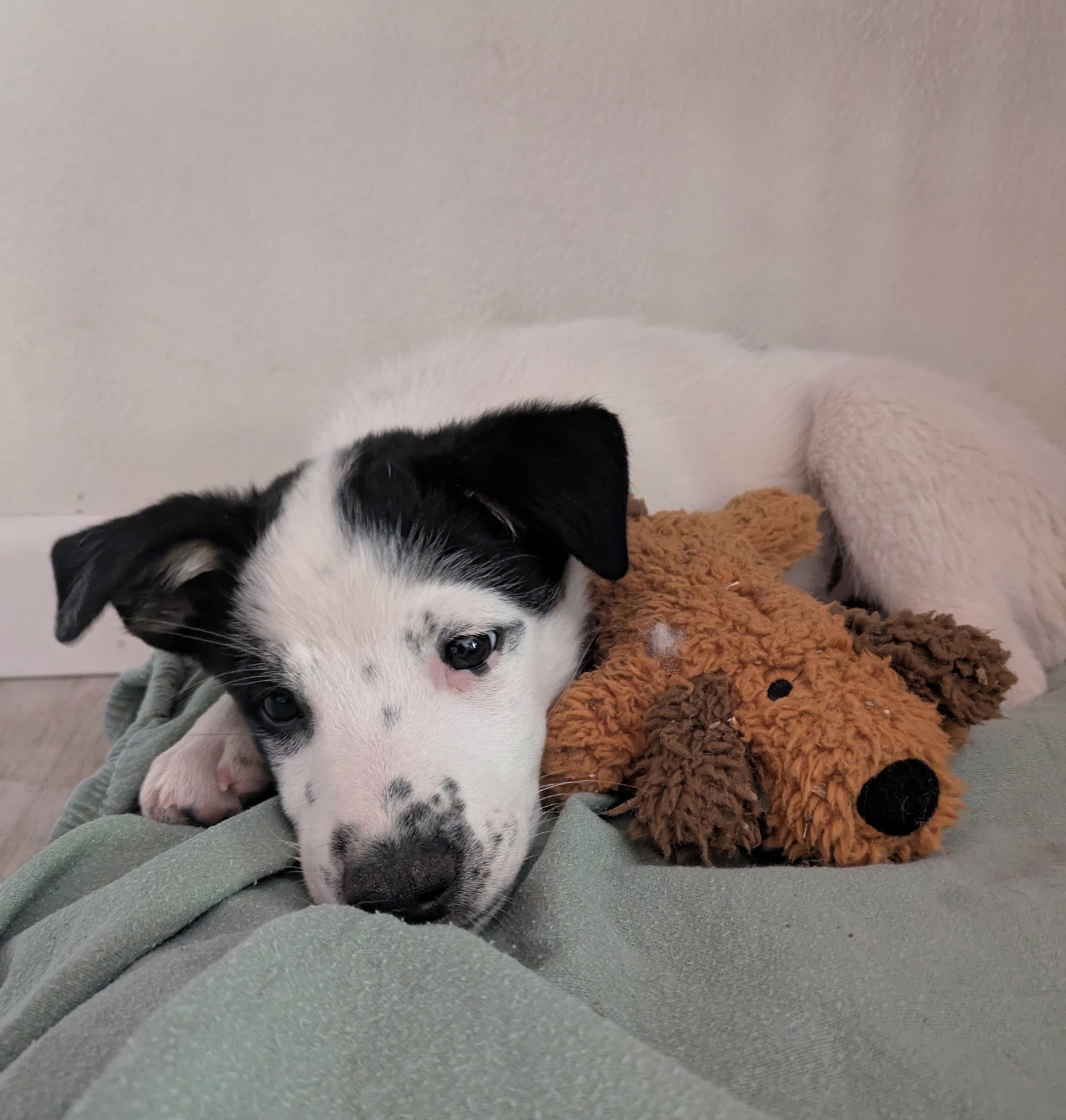 adoptable Dog in Davis, CA named Roo