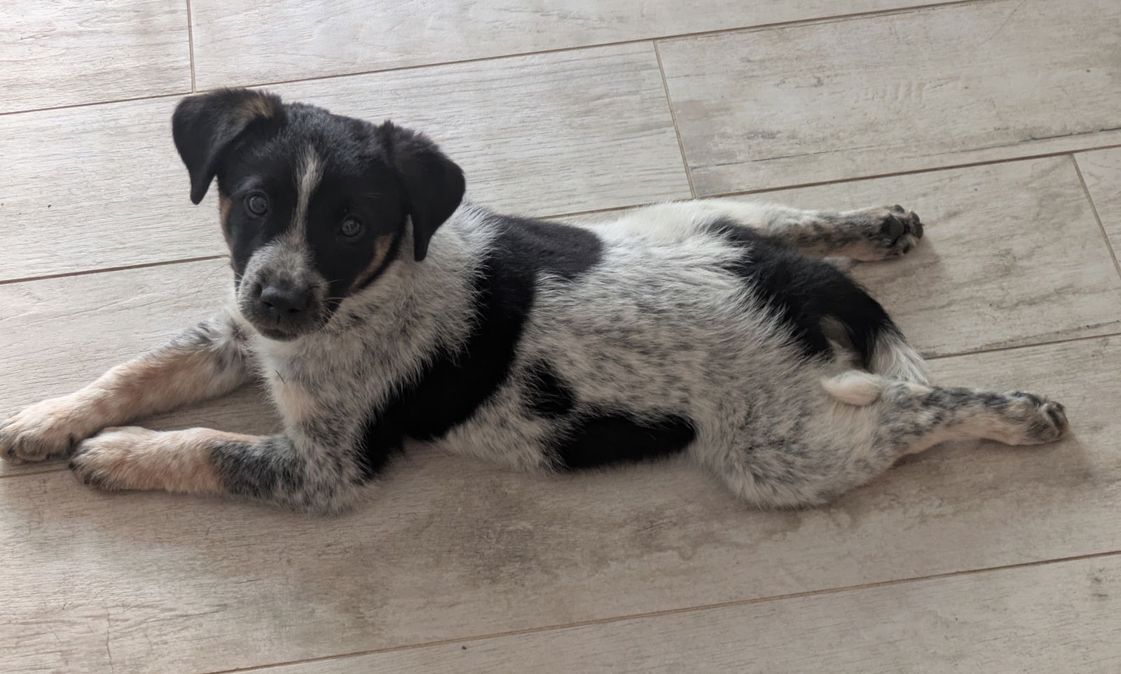 adoptable Dog in Davis, CA named Joey