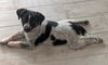 adoptable Dog in  named Joey