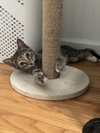 Gracie - Photo 2