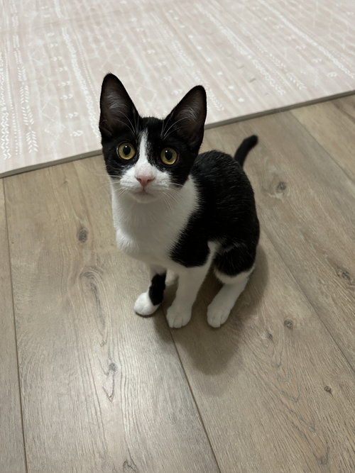 picture of the cat needing adoption