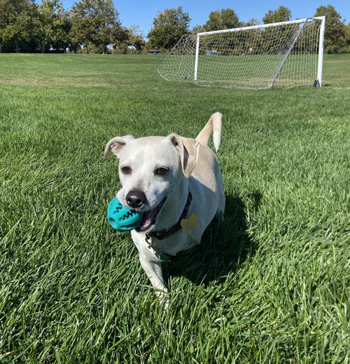 picture of the dog needing adoption