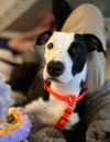 Kira - Photo 1