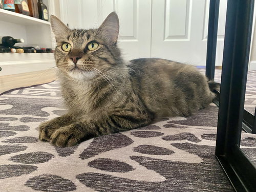 picture of the cat needing adoption