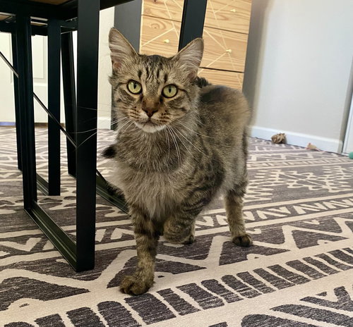 MUSHROOM - Domestic Medium Hair available for adoption