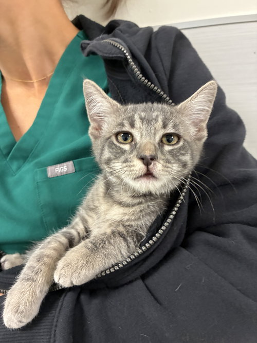 MAGGIE - Domestic Short Hair available for adoption