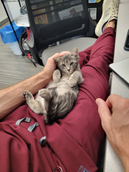 MAGGIE - Domestic Short Hair available for adoption