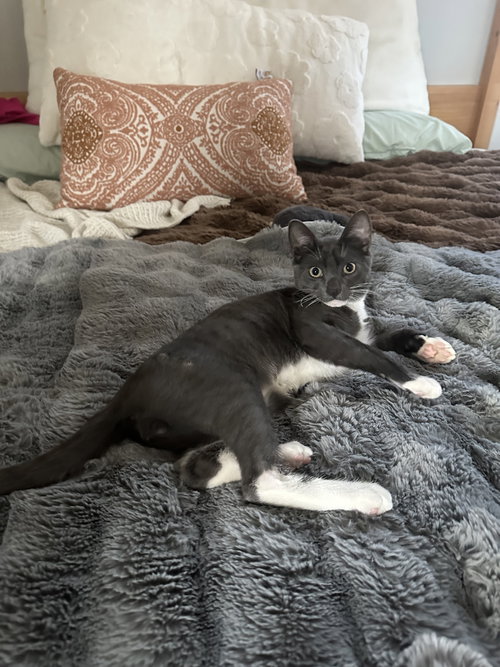 picture of the cat needing adoption
