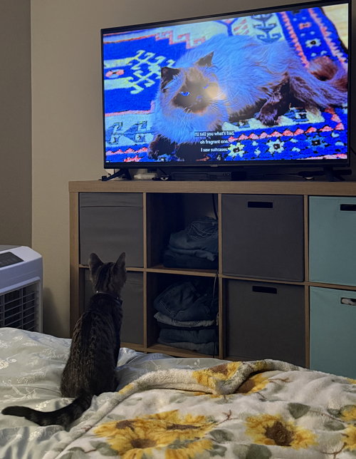 picture of the cat needing adoption