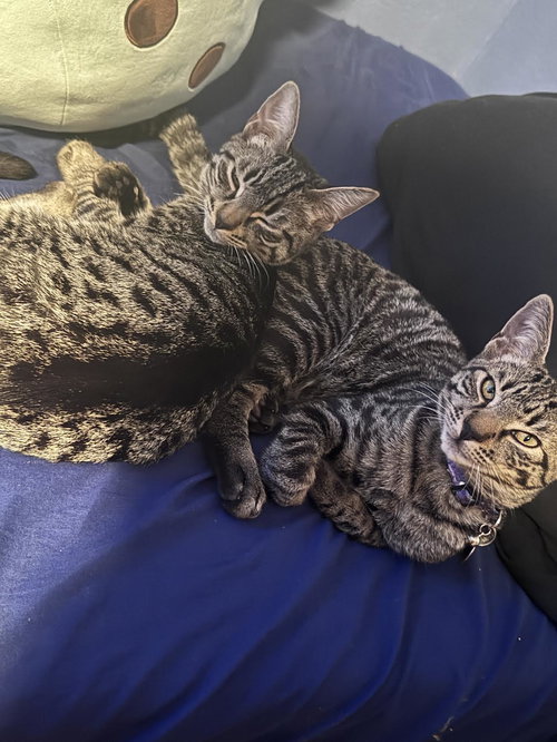 CLARK - Domestic Short Hair available for adoption
