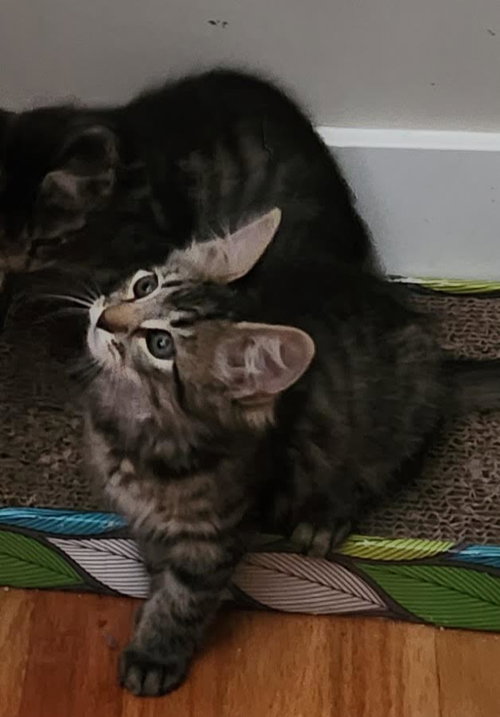 picture of the cat needing adoption