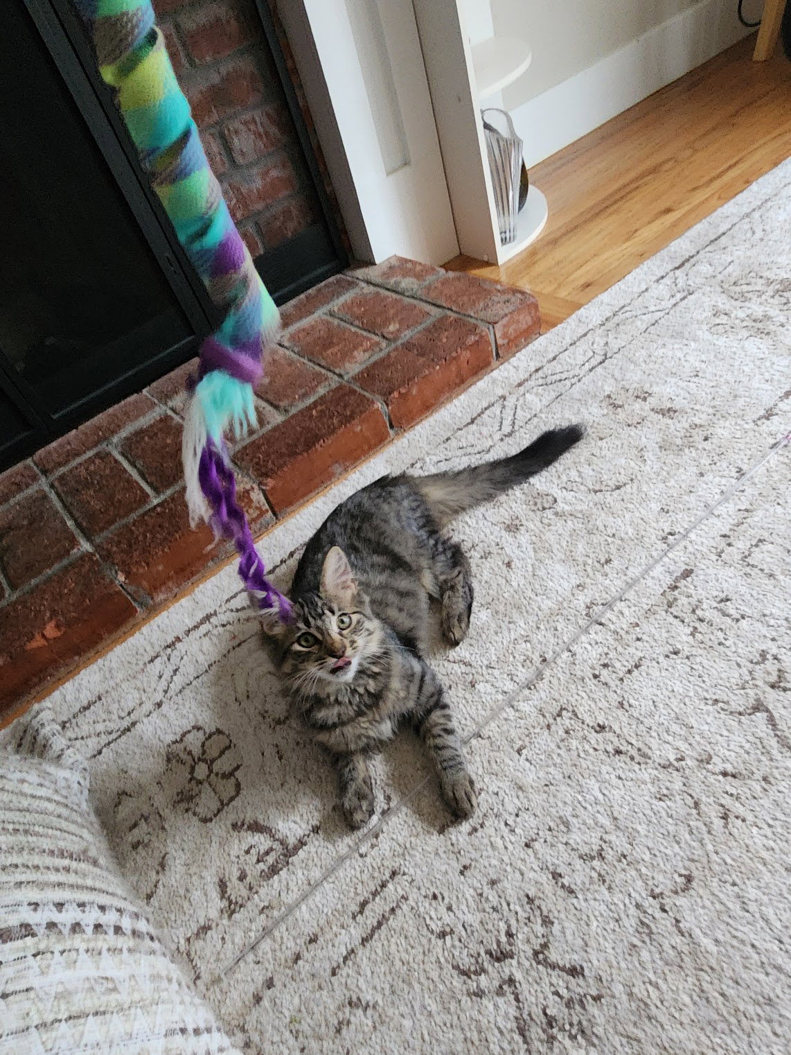 Junipurr Image