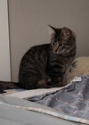Junipurr - Photo 4