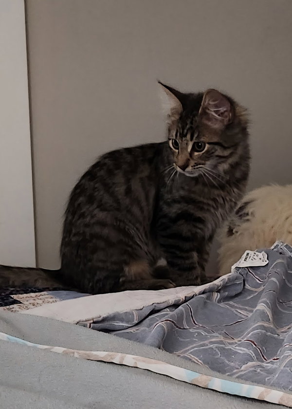 Junipurr
