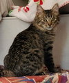 Junipurr - Photo 2