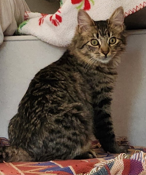 JUNIPURR - Domestic Medium Hair available for adoption