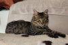 Junipurr - Photo 3