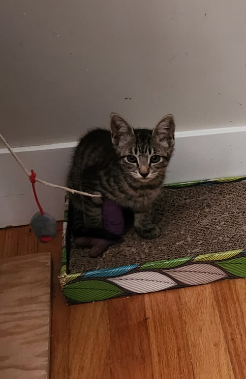 picture of the cat needing adoption