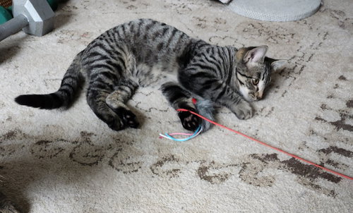 picture of the cat needing adoption