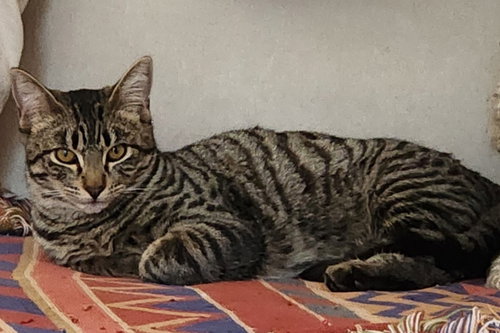 VERA - Domestic Medium Hair available for adoption