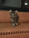 Shifu - Photo 2