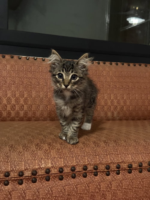 SHIFU - Domestic Long Hair available for adoption