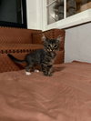 Shifu - Photo 3