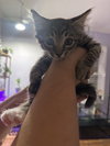 Shifu - Photo 4